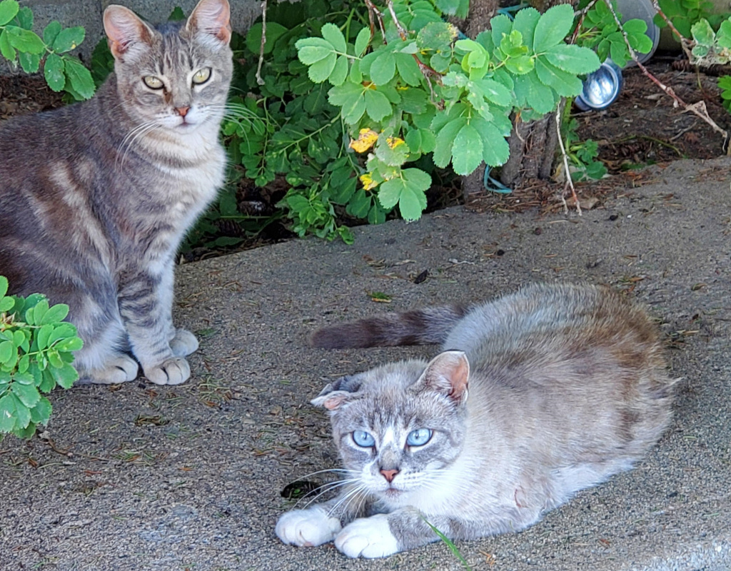 Derogero zucken Streamer retten Katzen verlassen Obdachlosen Spendenaktion