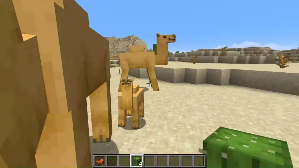 Füttere Kamele mit Kakteen, um Kamelbabys zu bekommen.  (Bild: Mojang/JayDeeMC)