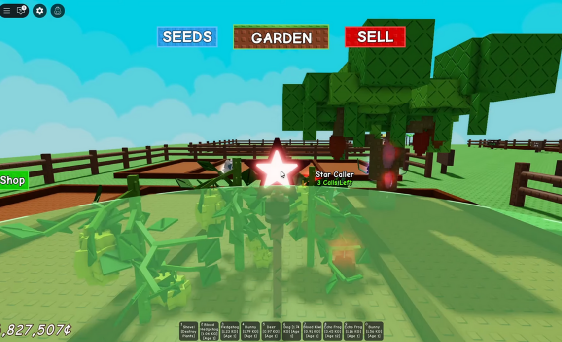 Wie man Star Caler in einem Garten annimmt